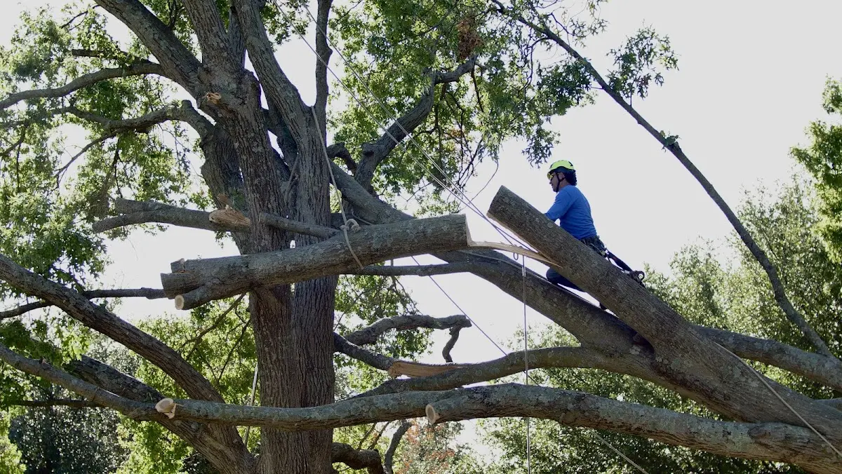 Professional Crown Thinning performed by certified arborists in Assumption